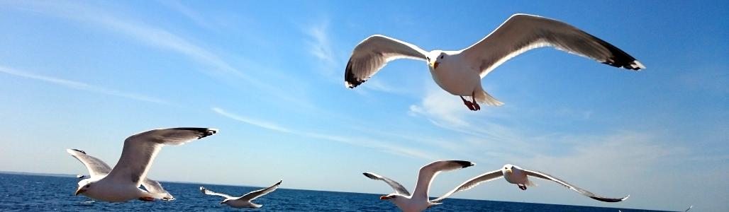 Möwen über der Ostsee